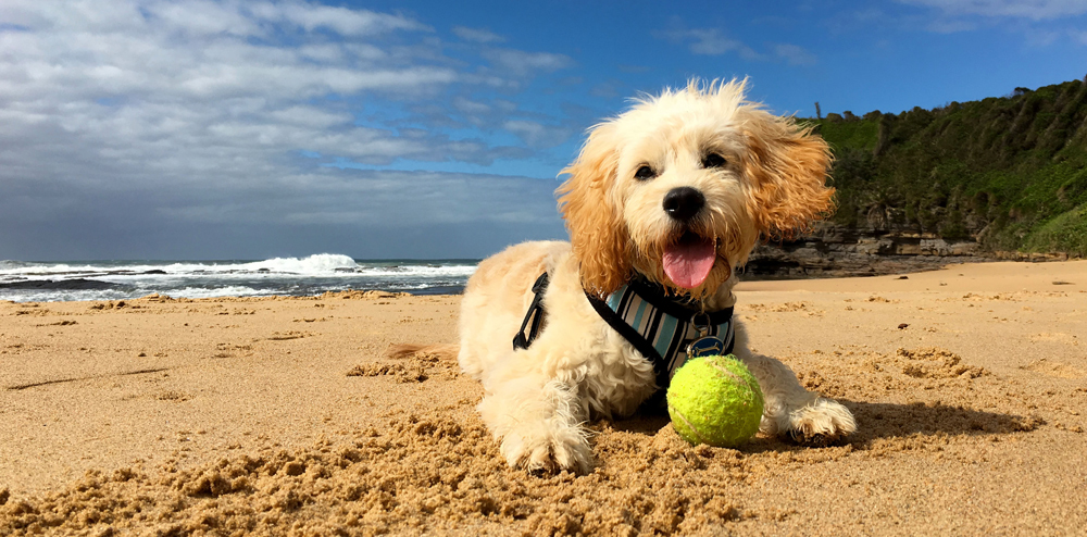 Fluffy dog enjoying Wollongong beach — Wollongong City Council dog beach guide