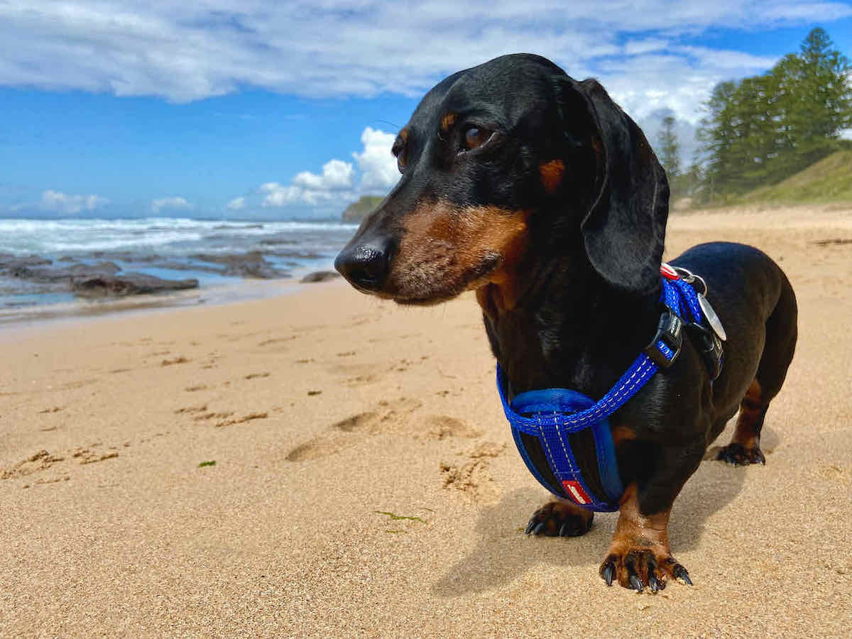 Dachshund dog on a Wollongong beach off-leash — dog friendly places Wollongong